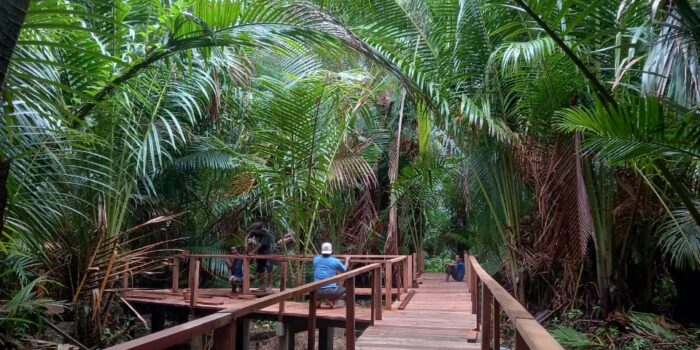 Pesona Ekowisata Sagu Rutong; Menyalami Tradisi Maluku dari Pohon hingga Papeda